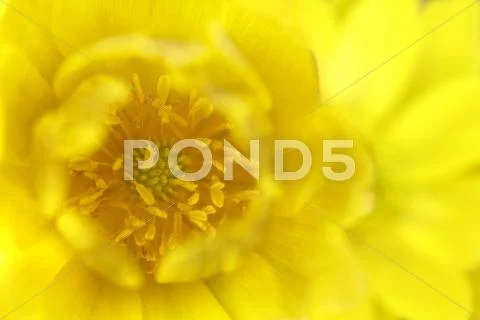 Adonis Stock Photos
