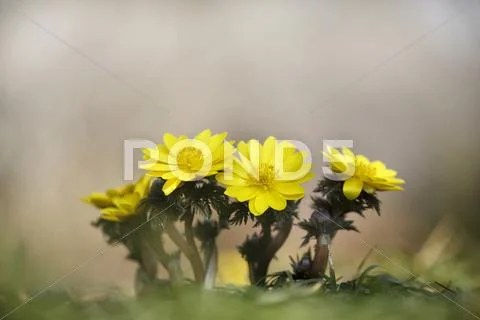 Adonis Stock Photos