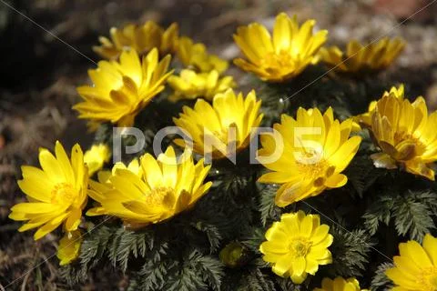 Adonis Stock Photos
