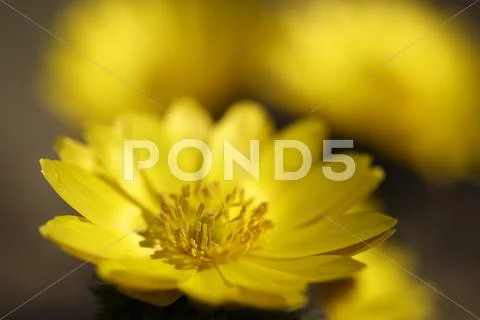 Adonis Stock Photos