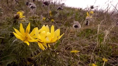 Adonis portrait Stock Footage 152459701