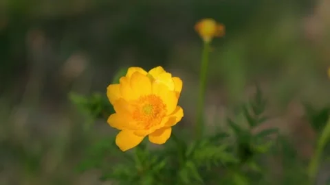 Adonis siberian blooms in spring forest. bright yellow flower sways in the wind. Stock Footage 197396879