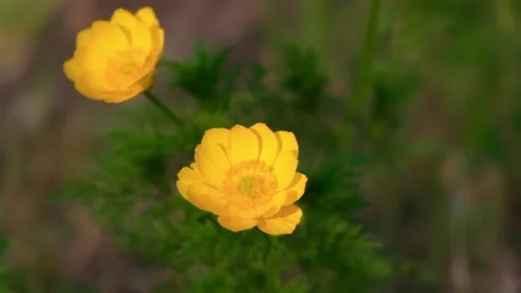 Adonis siberian blooms in the spring forest. bright yellow flower sways in wind. Stock Footage 197609283