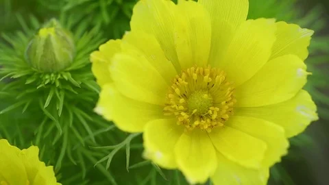 Adonis spring, Goricvet, Starodubka, spring flowers. Stock Footage 75778913