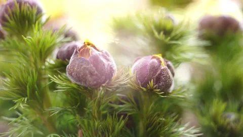 Adonis vernalis flowers grow in the spring garden. Closed young buds in lush gre Stock Footage 149346249
