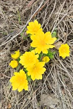 Adonis vernalis Stock Photos
