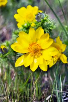 Adonis vernalis Stock Photos