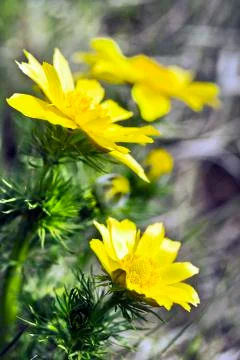 Adonis vernalis Stock Photos