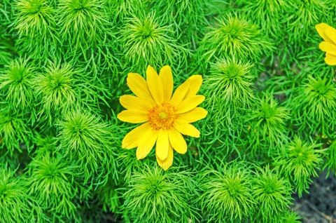 Adonis vernalis Stock Photos