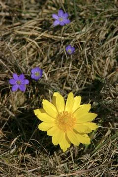 Adonis vernalis.jh Stock Photos