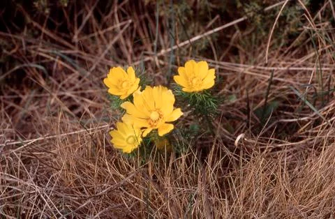 Adonis vernalis.jh Stock Photos