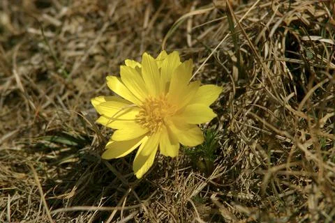 Adonis vernalis.jh Stock Photos