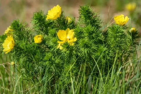 Adonis yellow flowers spring grass Stock Photos
