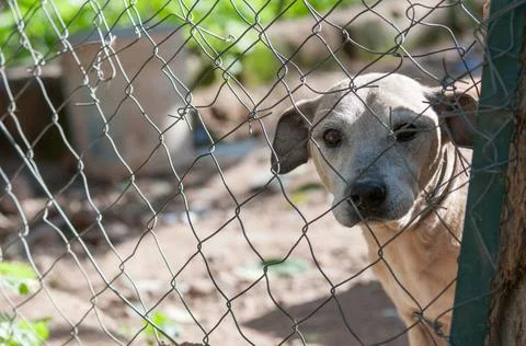 Adopt me! Stock Photos
