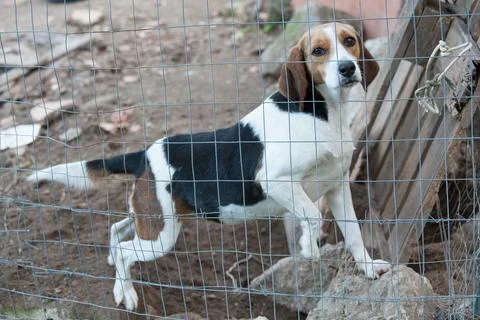 Adopt me! Stock Photos
