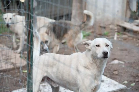 Adopt me! Stock Photos