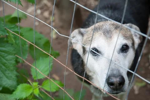 Adopt me! 스톡 사진