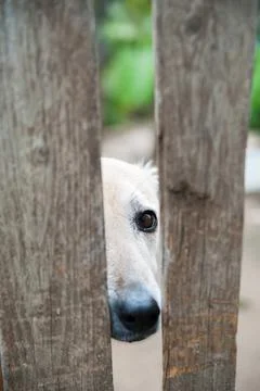 Adopt me! Stock Photos