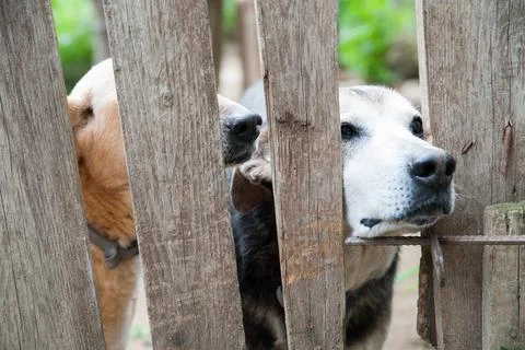 Adopt me! Stock Photos