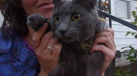 Adopted Cat Stock Footage 781812