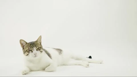 Adopted Cute striped cat getting loved with human Stock Footage 230436883