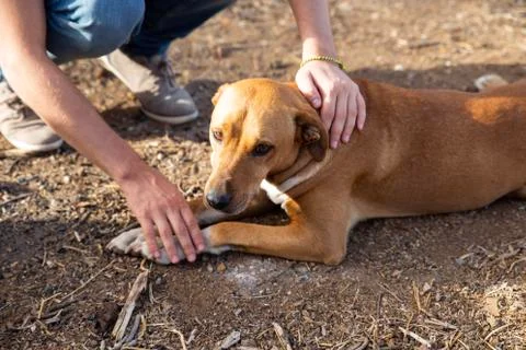 Adopted dog lying in the ground with sad look while the owner caresses him Stock Photos