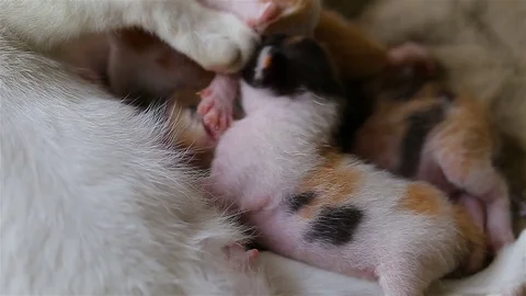 Adorable 2 week old baby kittens Stock Footage 80975257