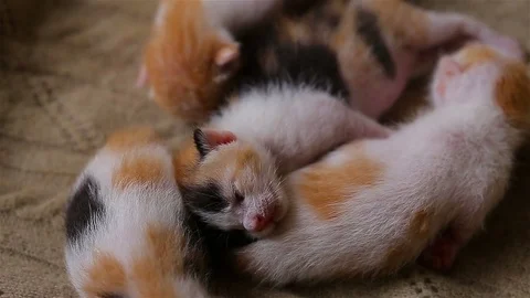 Adorable 2 week old baby kittens Stock Footage 80975381