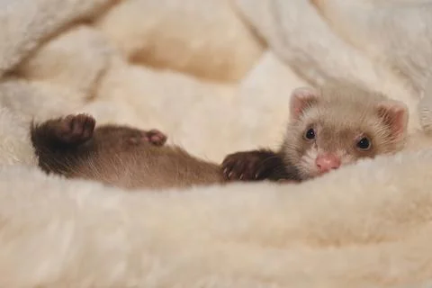Adorable 6 Week Old Sable Ferret Kit Exploring the World Stock-Fotos