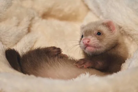 Adorable 6 Week Old Sable Ferret Kit Exploring the World Stock-Fotos