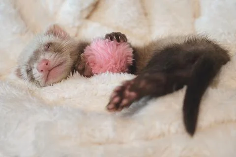 Adorable 6 Week Old Sable Ferret Kit Exploring the World Stock Photos