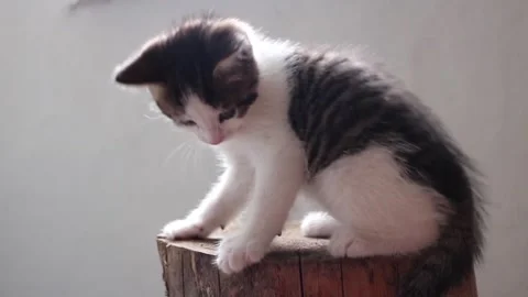 Adorable 6 week tabby kitten playing with sibling and falling down Stock Footage 174738009