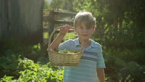 Adorable 7 year old boy proudly holds up basket of garden vegetables harvested Stock-Footage 248164887