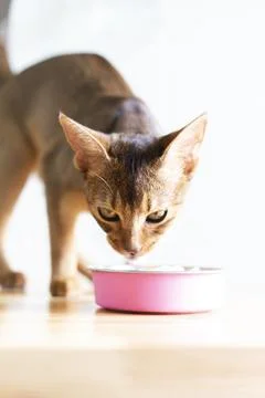 Adorable abyssinian kitty eats wet food on white wooden background. Cute pu.. Stock Photos