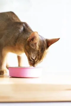 Adorable abyssinian kitty eats wet food on white wooden background. Cute pu.. Foto stock