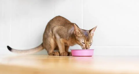 Adorable abyssinian kitty eats wet food on white wooden background. Cute pu.. Stock Photos