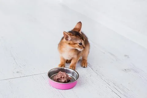 Adorable abyssinian kitty eats wet food on white wooden background. Cute pu.. Stock Photos