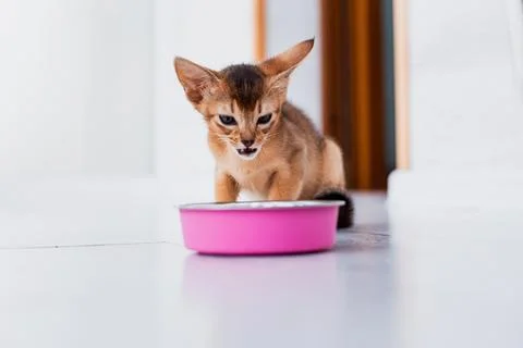 Adorable abyssinian kitty eats wet food on white wooden background. Cute pu.. Stock Photos
