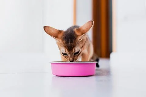 Adorable abyssinian kitty eats wet food on white wooden background. Cute pu.. Foto stock
