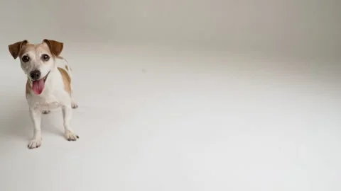 Adorable active dog running at white background Vídeo Stock 169576129