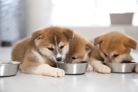 Adorable Akita Inu puppies eating from feeding bowls indoors Stock Photos