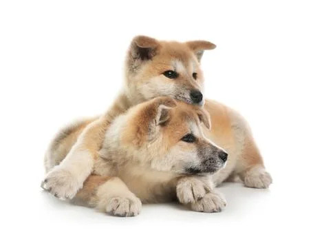 Adorable Akita Inu puppies on white background Stock Photos