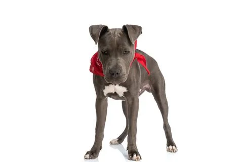 Adorable american staffordshire terrier doggy with red bandana looking down Stock Photos