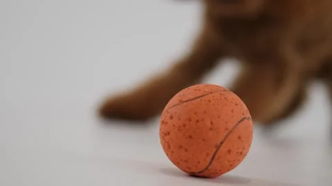 An adorable and charming cute cat playing enthusiastically with a vibrant orange Stock Footage 312251433
