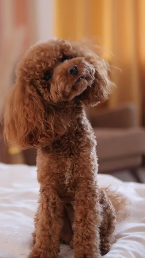 An Adorable and Charming Dog Posing Elegantly in Soft, Gentle Light with a Stock Footage 307585190
