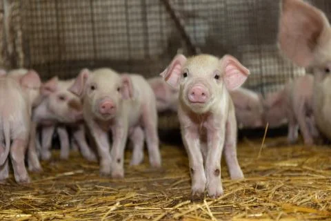 Adorable and Curious Piglets in a Charming Barn Setting Surrounded by Fresh Stock Photos