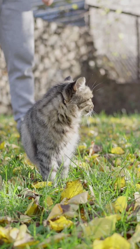 An Adorable and Cute Cat Playing Joyfully Among Colorful Autumn Leaves in a Stock Footage 308588534