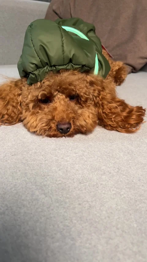 An Adorable and Cute Dog Wearing a Green Hat is Enjoying Playful Attention and Stock Footage 297842653