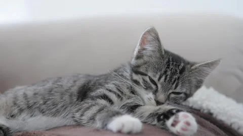 An adorable and cute Grey Tabby Cat can be seen relaxing comfortably on a cozy Stock Footage 314709088