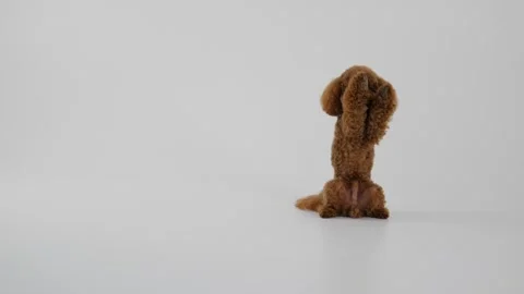 Adorable and Cute Plush Brown Dog Sitting Comfortably on a Bright White Stock Footage 312253373